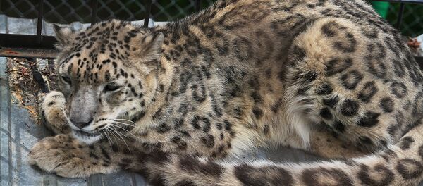 Архивное фото леопарда в алматинском зоопарке Архивное фото леопарда в алматинском зоопарке - Sputnik Казахстан
