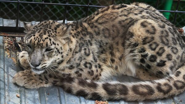 Архивное фото леопарда в алматинском зоопарке - Sputnik Казахстан