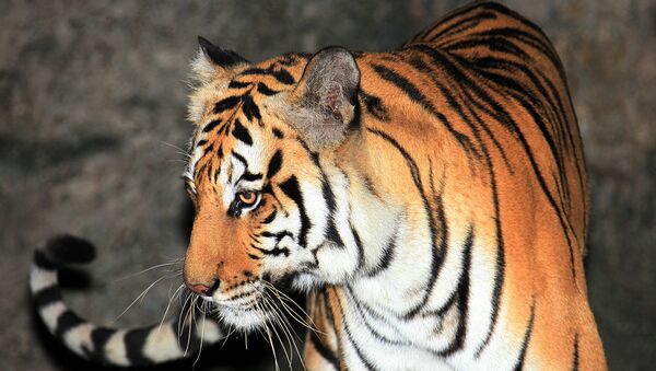 Архивное фото тигра в алматинском зоопарке - Sputnik Казахстан