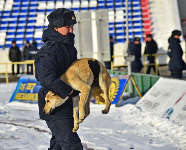 Полицейский выносит собаку, выбежавшую на поле Полицейский выносит собаку, выбежавшую на поле - Sputnik Казахстан
