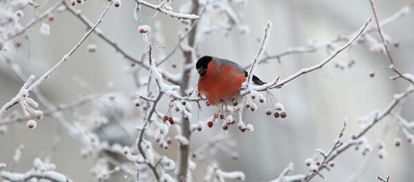 Снегирь на ветке - Sputnik Казахстан