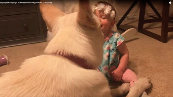 Пес возвращает поцелуй маленькой девочке - видео - Sputnik Казахстан