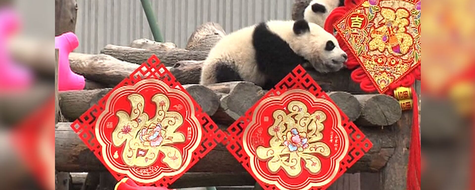 Детеныши гигантской панды отметили китайский Новый год - Sputnik Казахстан, 1920, 04.02.2019