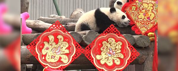 Детеныши гигантской панды отметили китайский Новый год - Sputnik Казахстан
