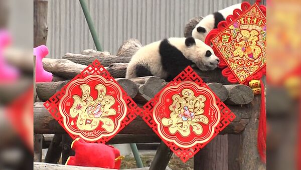 Детеныши гигантской панды отметили китайский Новый год - Sputnik Казахстан