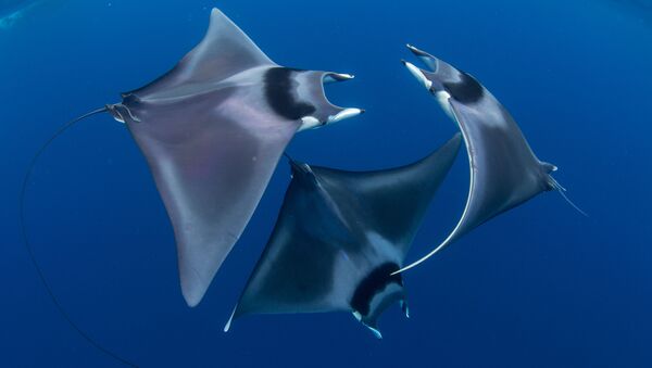 Японские морские дьяволы на снимке Devil Ray Ballet, ставшем победителем фотоконкурса 7th Annual Ocean Art Underwater Photo Contest - Sputnik Казахстан