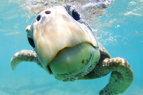 Зеленая черепаха на снимке Curiosity, получившем почетную награду в категории Portrait фотоконкурса 7th Annual Ocean Art Underwater Photo Contest - Sputnik Казахстан
