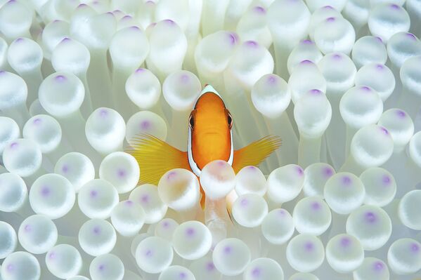 Рыба-клоун среди морских анемон на снимке Nemo, получившем почетную награду в номинации Portrait фотоконкурса 7th Annual Ocean Art Underwater Photo Contest - Sputnik Казахстан