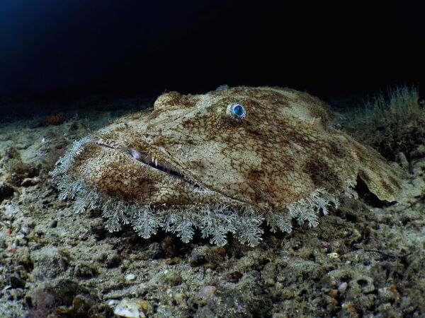 Европейский морской черт на снимке Budego, занявшем 3-е место в категории Compact Wide-Angle конкурса 7th Annual Ocean Art Underwater Photo Contest  - Sputnik Казахстан