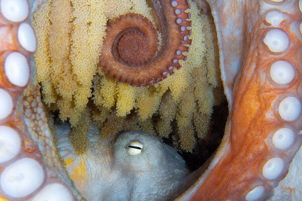 Осьминог, отложивиший икру, на снимке New Life - занявший 5-е место в категории Marine Life Behavior конкурса 7th Annual Ocean Art Underwater Photo Contest - Sputnik Казахстан