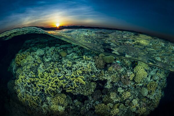 Закат на фоне кораллового сада Рифа Гордон на снимке Sunsplit, занявшем 2-е место в категории Reefscapes конкурса 7th Annual Ocean Art Underwater Photo Contest - Sputnik Казахстан