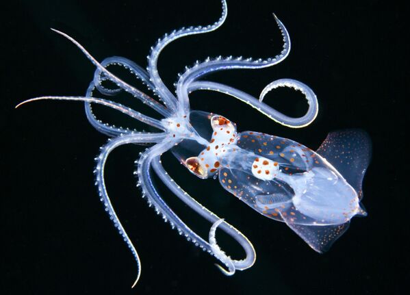Макроснимок кальмара Ancistricheirus lesseurii на снимке Ancistrocheirus, занявшем 1-е место в категории Macro конкурса 7th Annual Ocean Art Underwater Photo Contest - Sputnik Казахстан
