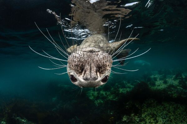 Серый тюлень на снимке Grey Seal Face, занявшем 1-е место в категории Cold Water конкурса 7th Annual Ocean Art Underwater Photo Contest  - Sputnik Казахстан