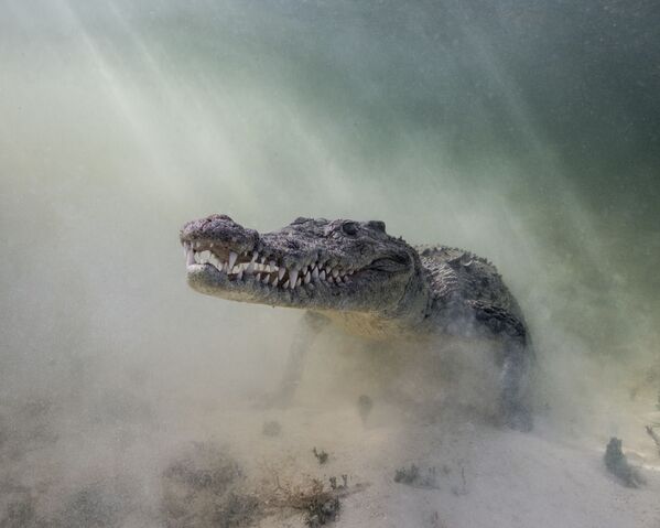 Острорылый крокодил на снимке Croc in the Mist - победившем в категории Portrait Category конкурса 7th Annual Ocean Art Underwater Photo Contest - Sputnik Казахстан