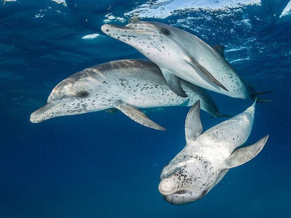 Большелобые продельфины в районе Бимини на снимке Atlantic Spotted Dolphins - победившем в категории Mirrorless Wide Angle конкурса 7th Annual Ocean Art Underwater Photo Contest - Sputnik Казахстан