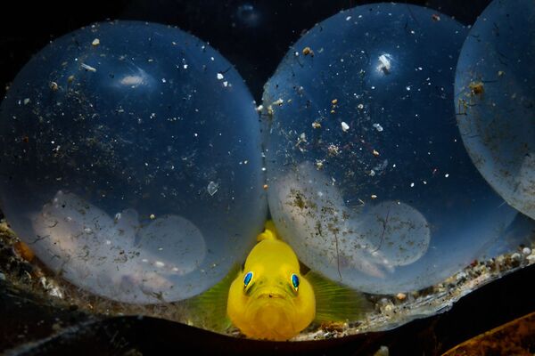 Желтый бычок и яйца кальмара на снимке Little Birth - победивший в категории Mirrorless Macro конкурса 7th Annual Ocean Art Underwater Photo Contest - Sputnik Казахстан