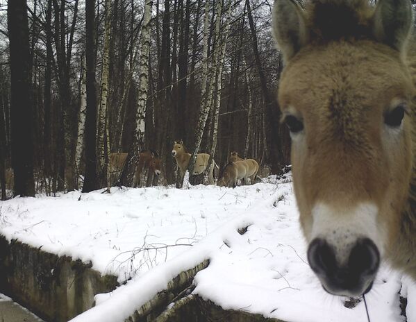 Дикие лошади в зоне отчуждения Чернобыльской АЭС - Sputnik Казахстан