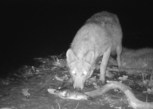 Волк в зоне отчуждения Чернобыльской АЭС - Sputnik Казахстан