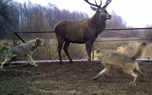 Волки нападают на оленя в зоне отчуждения Чернобыльской АЭС - Sputnik Казахстан