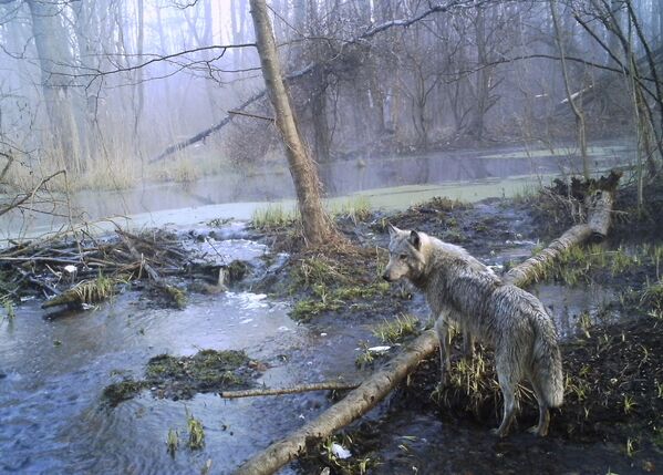Волк в зоне Чернобыля - Sputnik Казахстан