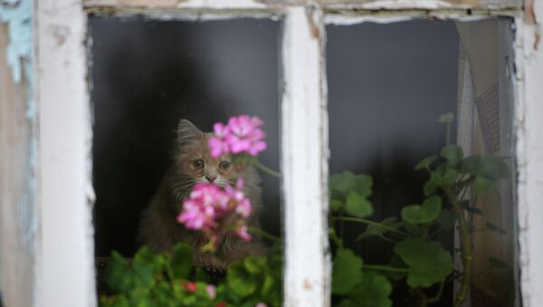 Кот сидит на окне, архивное фото - Sputnik Казахстан