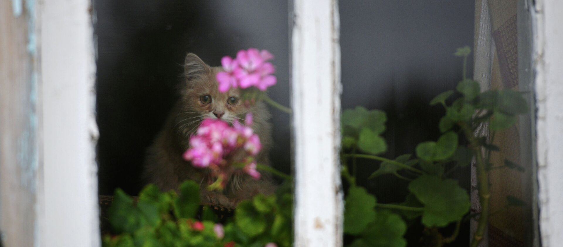 Кот сидит на окне, архивное фото - Sputnik Казахстан, 1920, 21.06.2019