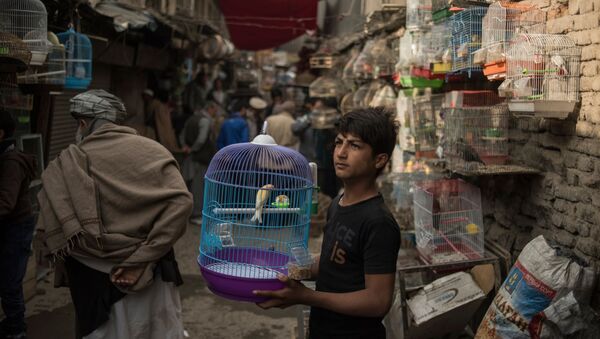 Продавец на птичьем рынке в Кабуле - Sputnik Казахстан