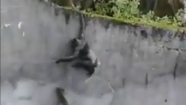 Шимпанзе попытался сбежать из зоопарка - Sputnik Казахстан