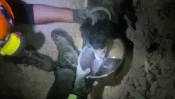 Пожарные поили водой спасенную из-под завалов собаку в городе Норча в Италии - Sputnik Казахстан