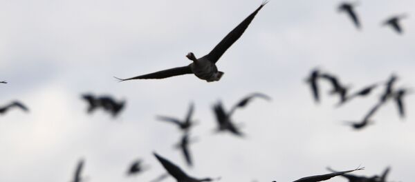 Дикие гуси Дикие гуси - Sputnik Казахстан