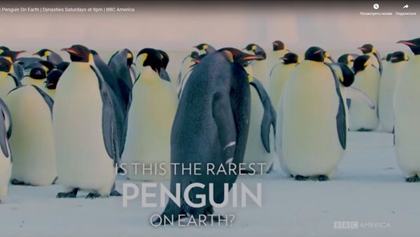 Пингвин-мутант - видео - Sputnik Казахстан