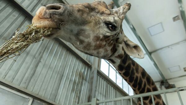 Кормление жирафа в Алматинском зоопарке - Sputnik Казахстан
