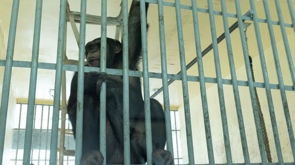 Любимица посетителей шимпанзе Томирис - Sputnik Казахстан