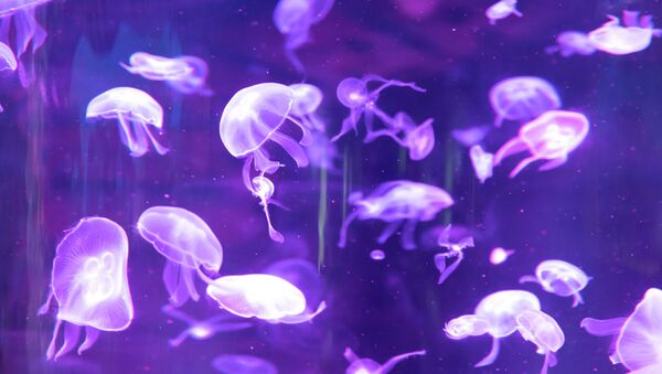 Морские медузы в аквариуме Алматинского зоопарка 1 - Sputnik Казахстан