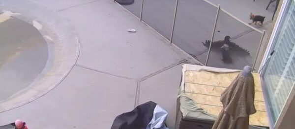 Ястреб пытался утащить собаку Ястреб пытался утащить собаку - Sputnik Казахстан