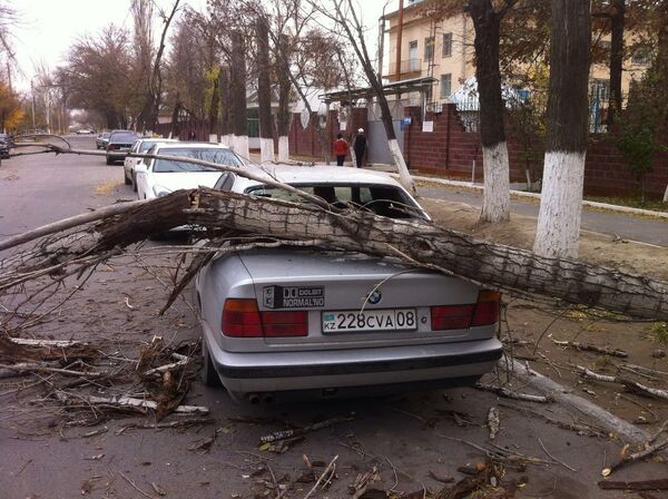 Ураган повалил деревья в Таразе - Sputnik Казахстан