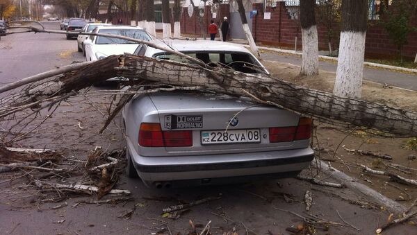 Ураган повалил деревья в Таразе - Sputnik Казахстан