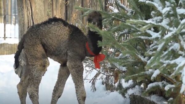 Верблюжонок родился в зоопарке Алматы - Sputnik Казахстан