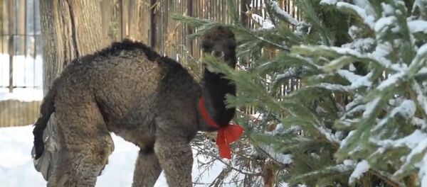 Верблюжонок родился в зоопарке Алматы - Sputnik Казахстан