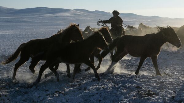 Жылқышы - Sputnik Қазақстан