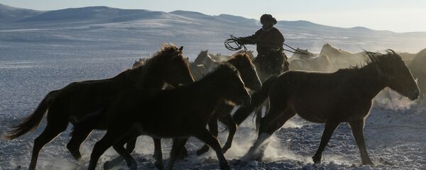 Мужчина пасет лошадей, архивное фото Мужчина пасет лошадей, архивное фото - Sputnik Казахстан