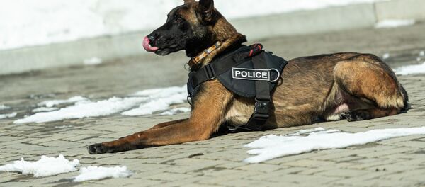 Дети в Кинологическом центре МВД - Sputnik Казахстан