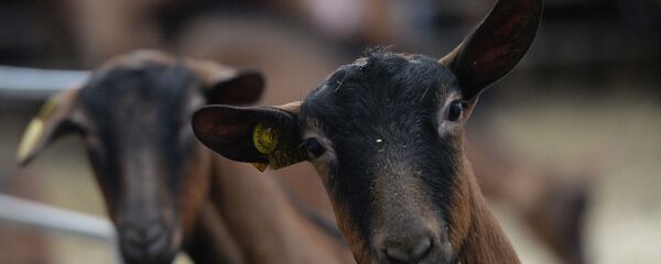 Козы - Sputnik Казахстан