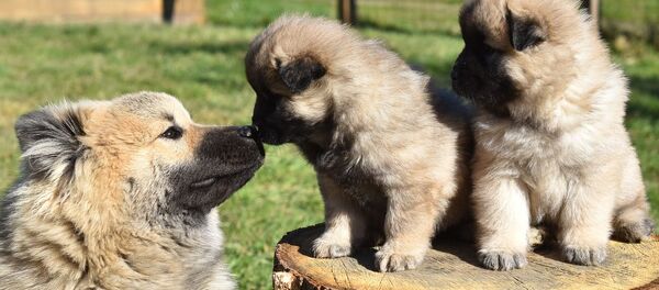 Собака со щенками - Sputnik Казахстан