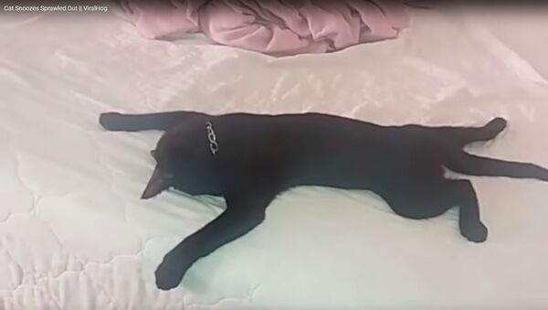 Кот спит в смешных позах - видео - Sputnik Казахстан