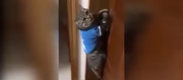 Кота научили говорить - видео - Sputnik Казахстан