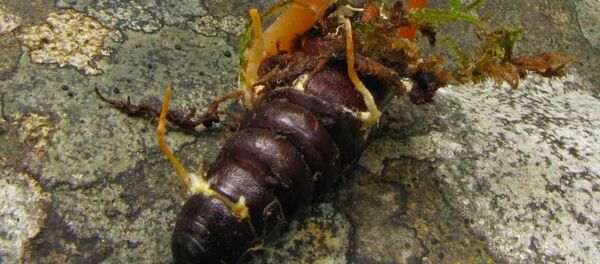 Кордицепс - Sputnik Казахстан