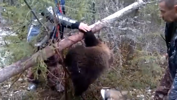 Охотники вызволили медвежонка из браконьерской ловушки под Архангельском - Sputnik Казахстан