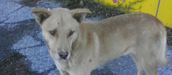 Пес несколько дней ждет хозяев на остановке Пес несколько дней ждет хозяев на остановке - Sputnik Казахстан