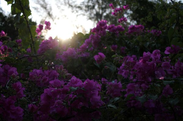 Зимовка в Таиланде: почему все не так радужно, как кажется - Sputnik Казахстан